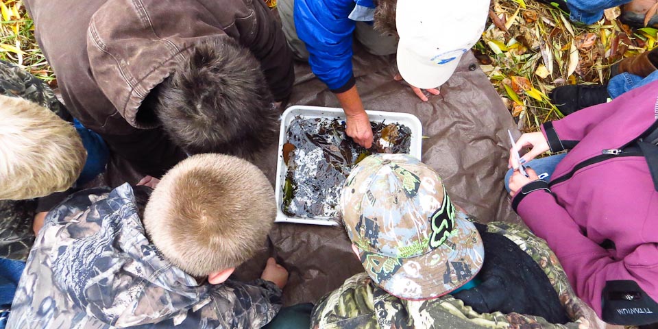 group of kids looking at macroinvertebrates